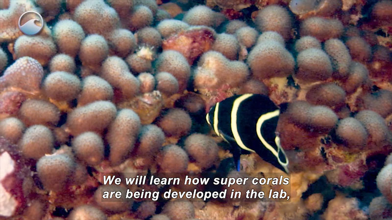 Close up of globular coral with a striped tropical fish swimming in front. Caption: We will learn how super corals are being developed in the lab,