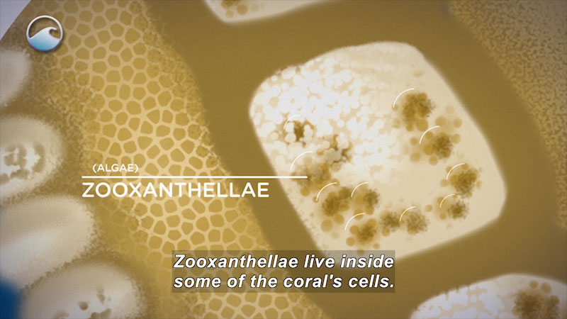 Extreme closeup of the cell structure of coral showing rectangular shape in the center of textured cell material. Labeled, (algae) ZooXanthellae. Caption: Zooxanthallae live inside some of the coral's cells.