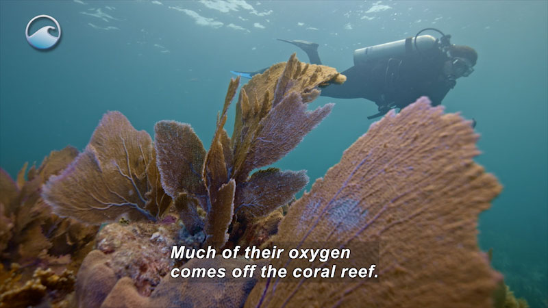 Flat, fan shaped, leaf-like structures grow off coral while a person in scuba gear swims by. Caption: Much of their oxygen comes off the coral reef.