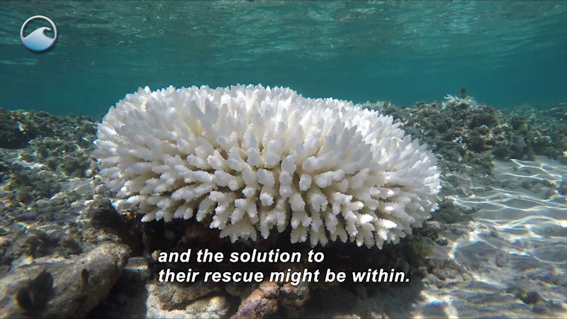 Generally spherical white coral consisting of countless individual arm segments on the ocean floor. Caption: and the solution of their rescue might be within.