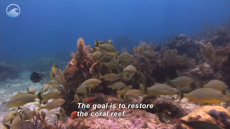Coral reef with a variety of marine plant and animal life. Caption: The goal is to restore the coral reef