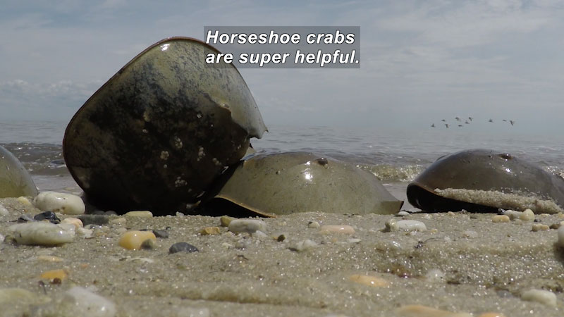 Line of horseshoe crabs on the beach. Caption: Horseshoe crabs are super helpful.