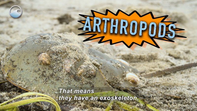 A sand covered horseshoe crab. Caption: ARTHROPODS That means they have an exoskeleton,