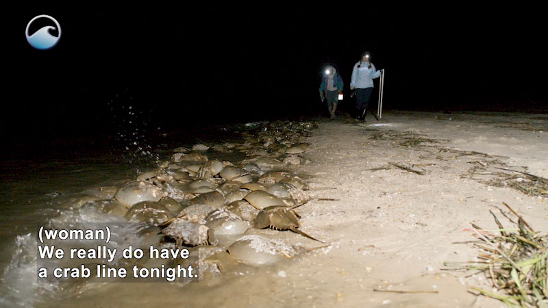 Two people walking past a large group of horseshoe crabs. Caption: (woman) We really do have a crab line tonight. 