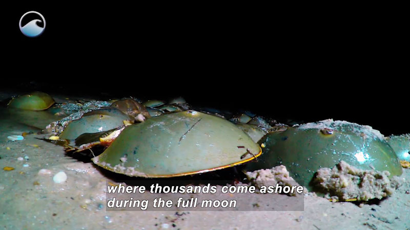 Line of horseshoe crabs on the sea floor. Caption: where thousands come ashore during the full moon