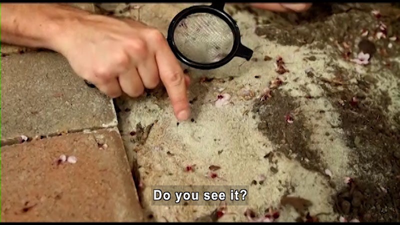 Hand holding a magnifying glass pointing to something on the ground. Caption: Do you see it?