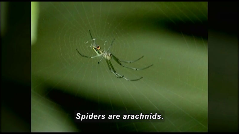 Spider with long narrow legs and a small narrow body at the center of a delicate spider web. Caption: Spiders are arachnids.