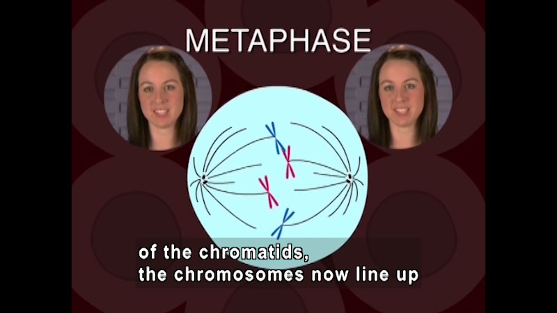 Metaphase. Diagram of two structures on opposite sides of a cell. Each structure has one blue chromosome and one red chromosome. Caption: of the chromatids, the chromosomes now line up