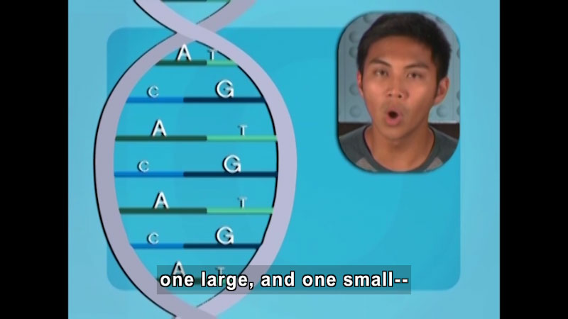 Double helix strand of DNA with protein pairs on each step. For example, AT and CG. For each pair, one letter is smaller than the other. Caption: one large, and one small--