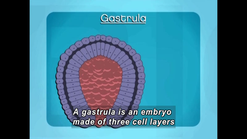 A roughly tear-drop shaped object with a thin outer layer, a wider middle layer, and a central space. Caption: A gastrula is an embryo made of three cell layers.