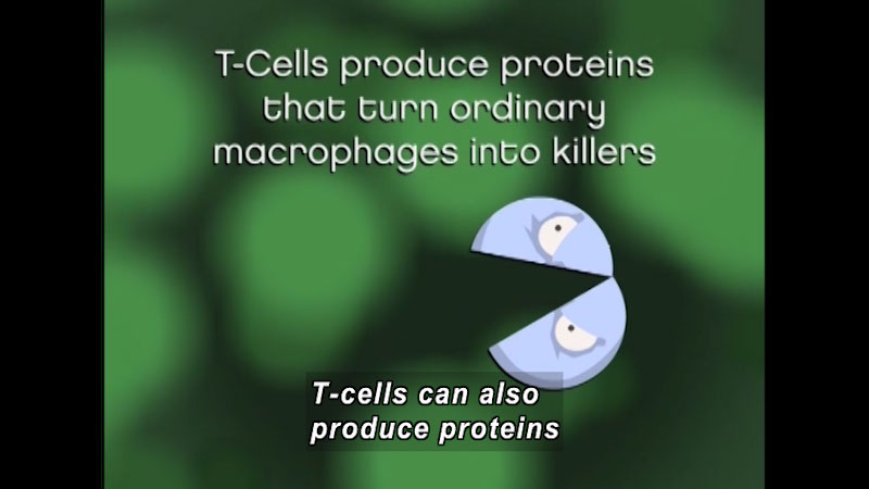 Illustration of a cell split in two that appears to be ready to eat something. Caption: T-Cells produce proteins that turn ordinary macrophages into killers