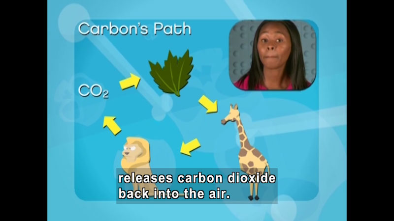 Illustration of the carbon cycle: Plants intake CO2, herbivores (giraffe) eat plants, carnivores (lion) eat herbivores, carnivores release CO2, and then plants absorb CO2. Caption: releases carbon dioxide back into the air.