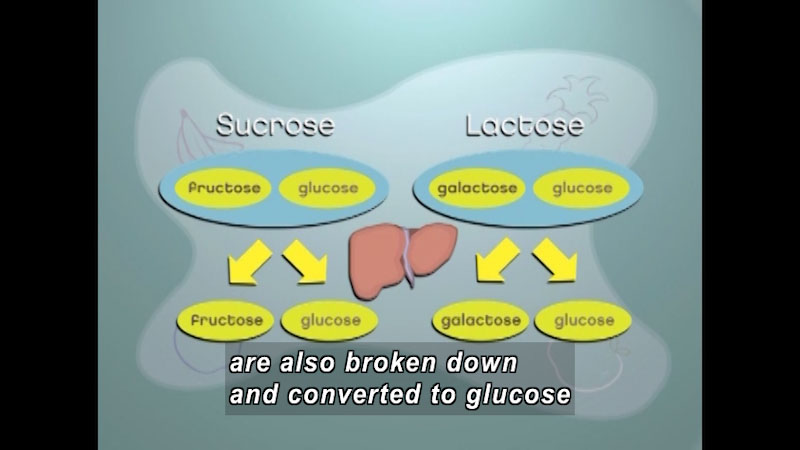 Diagram of foods containing Sucrose providing a combination of fructose and glucose or containing Lactose providing galactose and glucose after being processed by the liver. Caption: are also broken down and converted into glucose