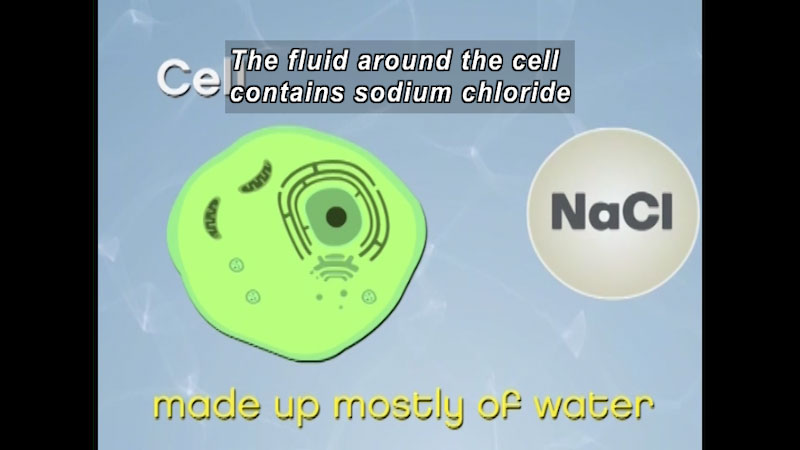 Illustration of a cell and a molecule of NaCl. Made up mostly of water. Caption: The fluid around the cell contains sodium chloride