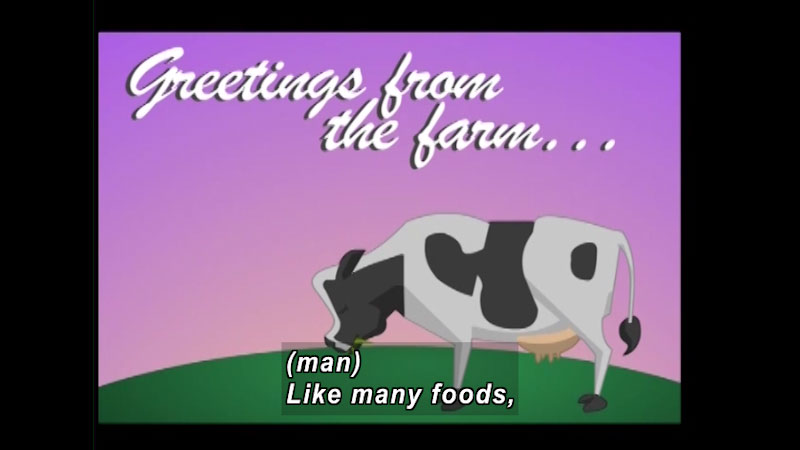 Illustration of a grazing cow. Greetings from the farm… Caption: (man) Like many foods,