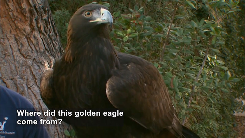 Close up of a golden eagle, wings folded. Caption: Where did this golden eagle come from?