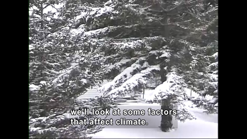 Evergreen trees covered in snow. Caption: We'll look at some factors that affect climate.