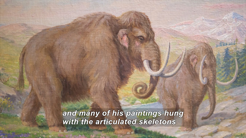 Illustration of large mammals with curving tusks. Caption: and many of his paintings hung with the articulated skeletons
