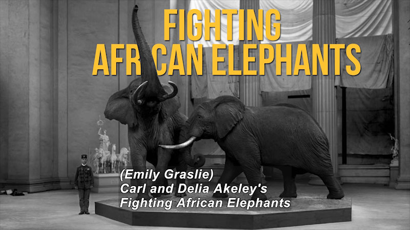 Person standing next to a platform with two taxidermized elephants. Caption: (Emily Graslie) Carl and Delia Akeley's Fighting African Elephants