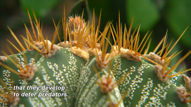 Closeup of the spines on a plant. Caption: that they develop to deter predators.