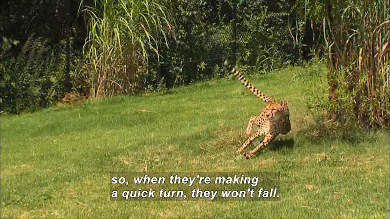 Cheetah making a sharp turn while running. Caption: so, when they're making a quick turn, they won't fall.
