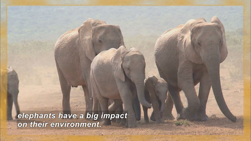 Elephants of various sizes in natural habitat. Caption: elephants have a big impact on their environment.