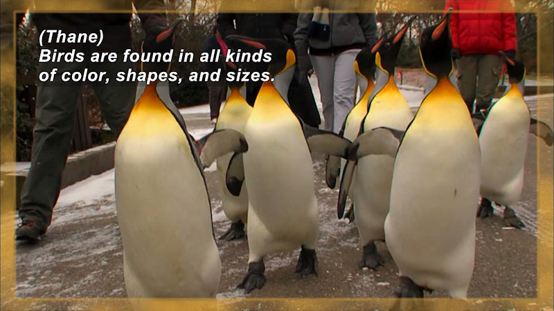 A group of penguins with white chests, yellow-orange throats, and black heads and backs. Caption: (Thane) Birds are found in all kinds of color, shapes, and sizes.