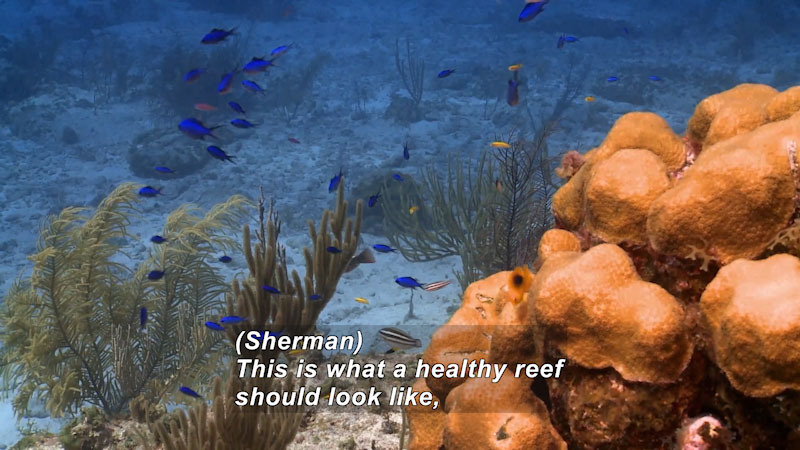 Coral reef in foreground, plant life, swimming fish and sandy ocean floor in background. Caption: (Sherman) This is what a healthy reef should look like,