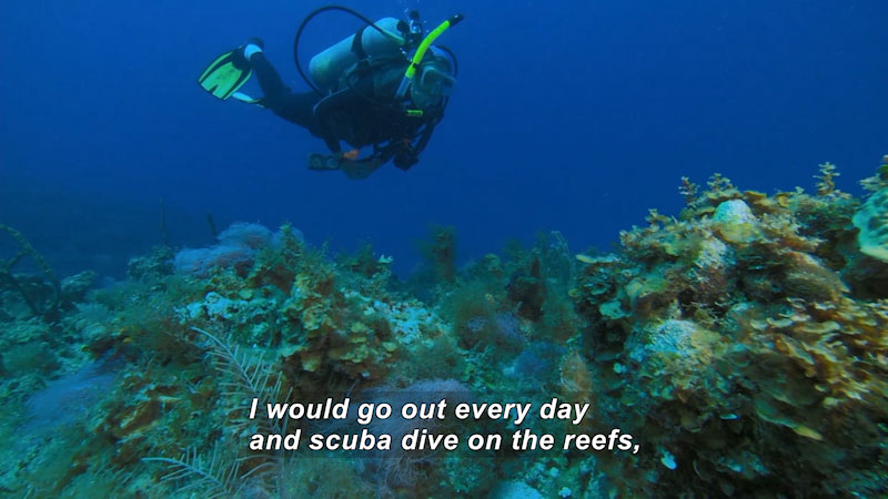 Scuba diver swimming over a coral reef. Caption: I would go out every day and scuba dive on the reefs,