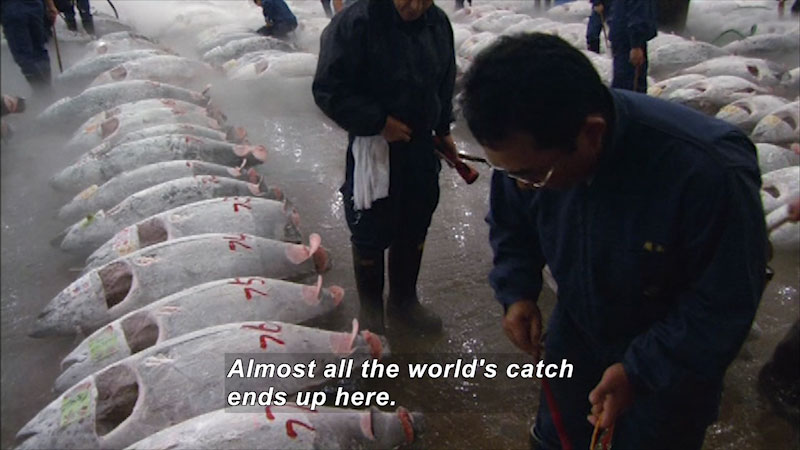 Rows of large frozen fish on the ground with people walking between the rows. Caption: Almost all the world's catch ends up here.