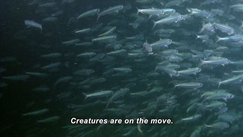 School of small, silver fish. Caption: Creatures are on the move.