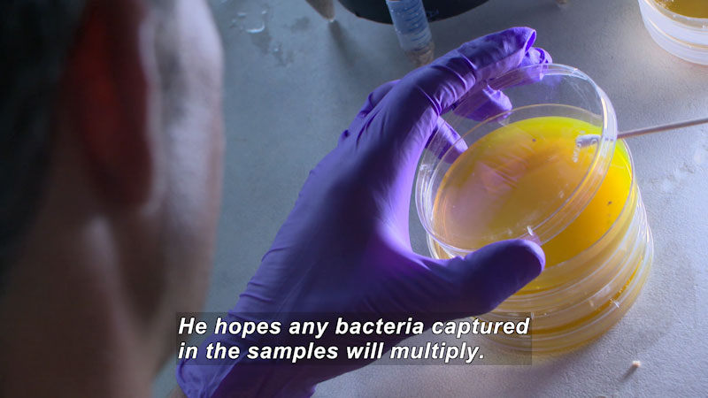 Person placing a cotton swab on a petri dish. Caption: He hopes any bacteria captured in the samples will multiply.
