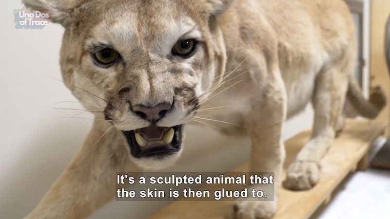 Still image from Uno Dos of Trace: Museums Are Filled With Dead Animals. How Are They So Lifelike?