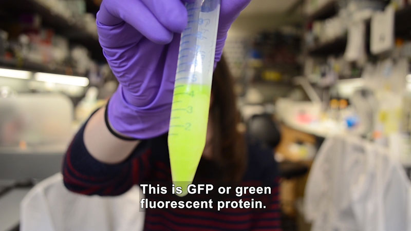 Still image from Green Fluorescent Protein: What Is This Thing?!