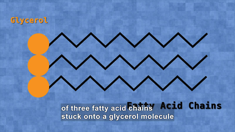 Still image from Saturated vs. Unsaturated Fats: Bite Sci-zed