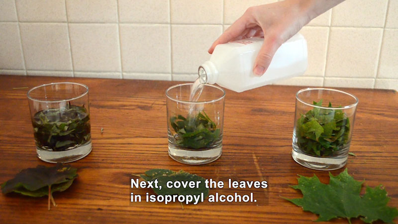 Still image from Leaf Color Chromatography: Bite Sci-zed