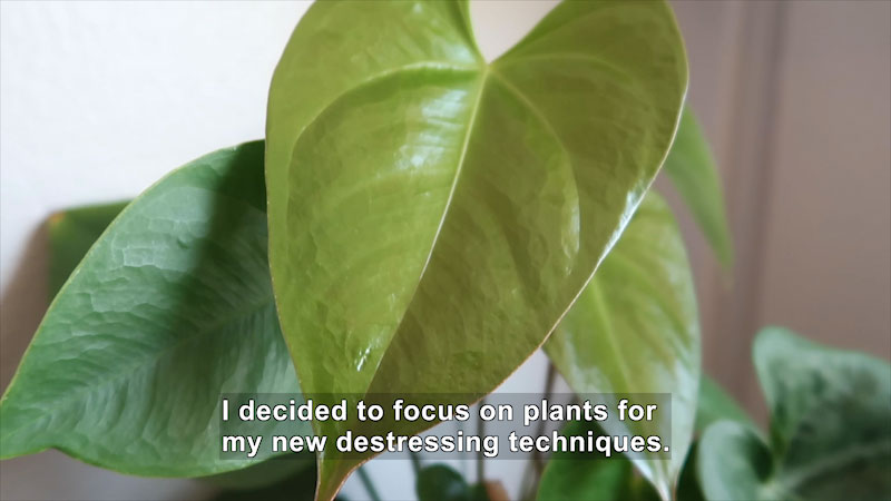 Still image from How Do Plants Handle Stress?