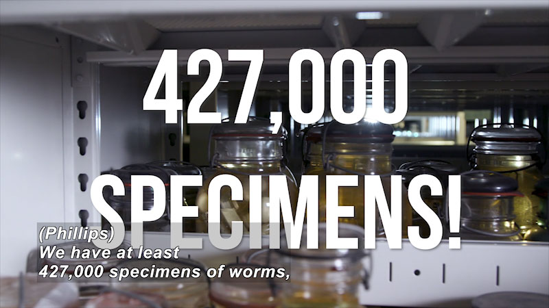 Still image from The Brain Scoop: The Wonderful World of Worms