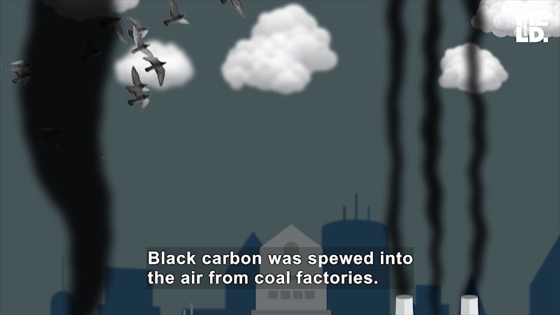 Still image from The Brain Scoop: Sooty Birds Share Dirt on Air Pollution