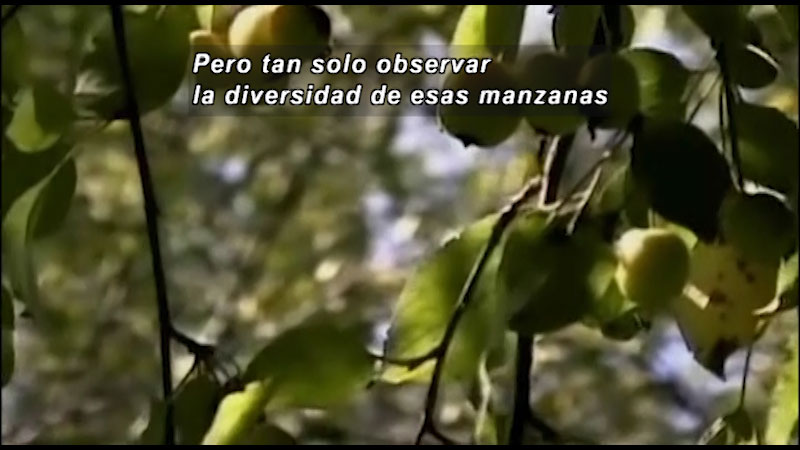 Still image from The Botany of Desire: Apple Gene Bank (Spanish)