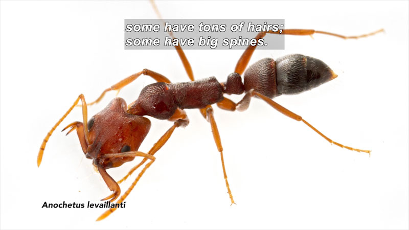 Still image from Surveying Ant Diversity in Gorongosa National Park