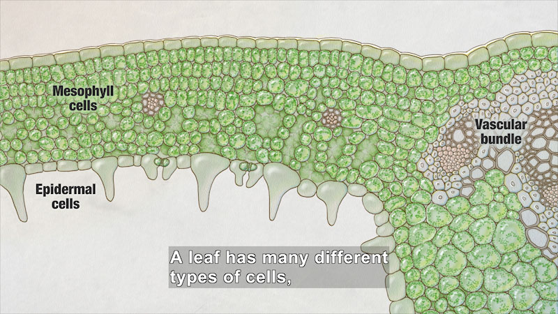 Still image from Photosynthesis