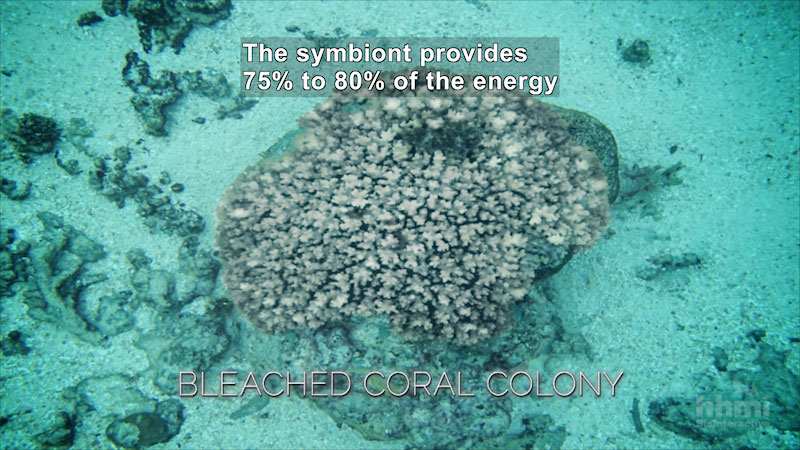 Still image from Coral Bleaching: A Breakdown of Symbiosis