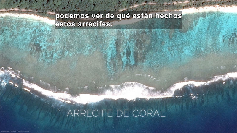 Still image from Coral Bleaching: A Breakdown of Symbiosis (Spanish)
