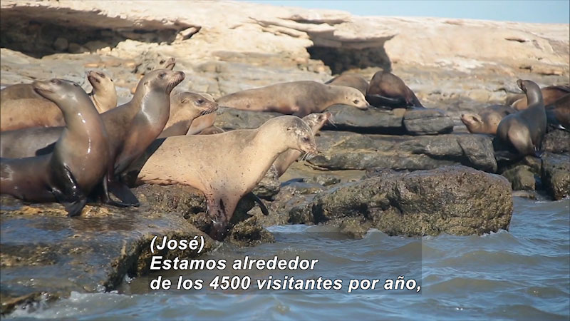 Still image from Bios: Nature and Society--Sanctuary of Giants, North Pacific (Spanish)
