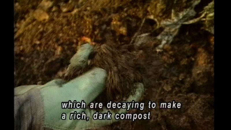 Still image from Dying & Decay