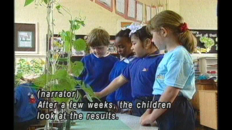 Children in a classroom setting standing around a desk with plants on it. Caption: (narrator) After a few weeks, the children look at the results.