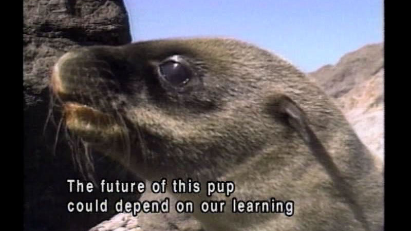 Closeup of a sea lion's head. Caption: The future of this pup could depend on our learning