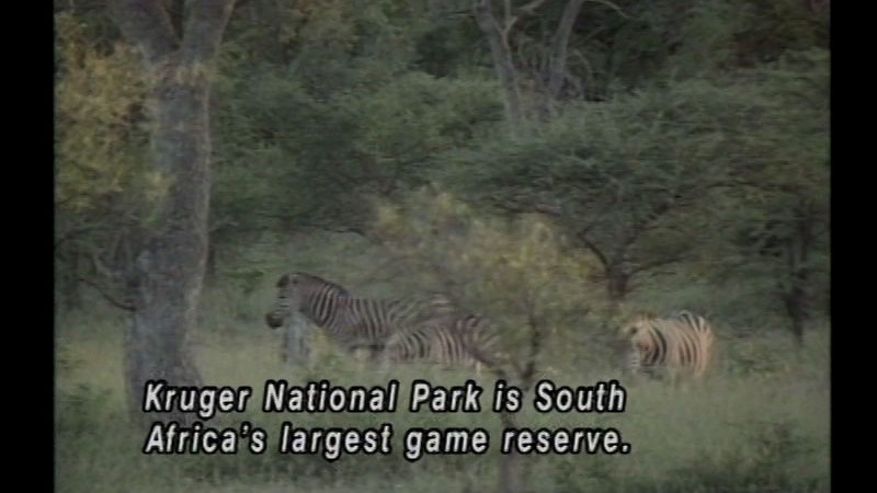 Still image from South Africa: A Land Apart