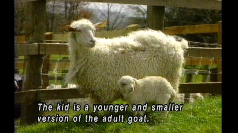 Adult and baby goat standing next to each other. Caption: The kid is a younger and smaller version of the adult goat.